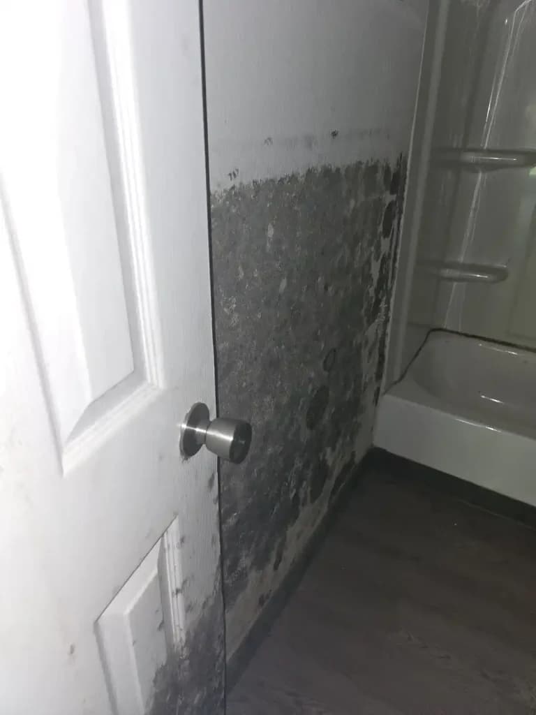 Mold Removal & Remediation